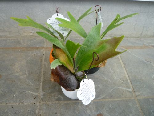 画像の名前を入力