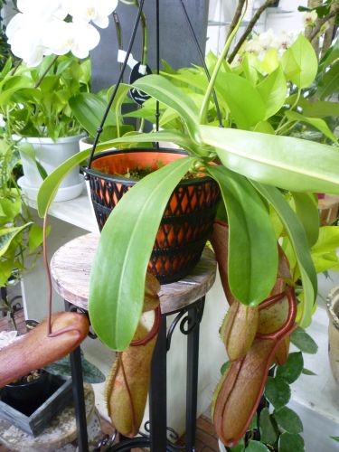 画像の名前を入力