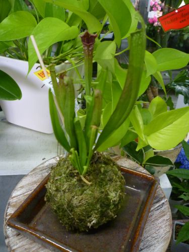 画像の名前を入力