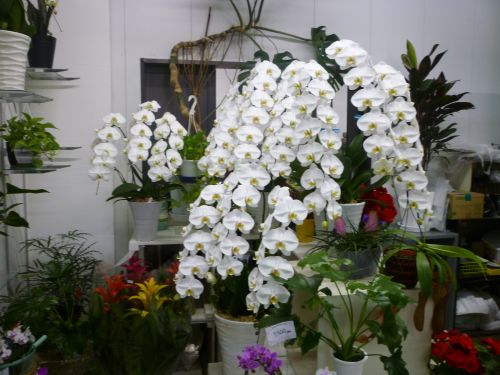 画像の名前を入力