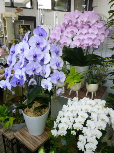 画像の名前を入力