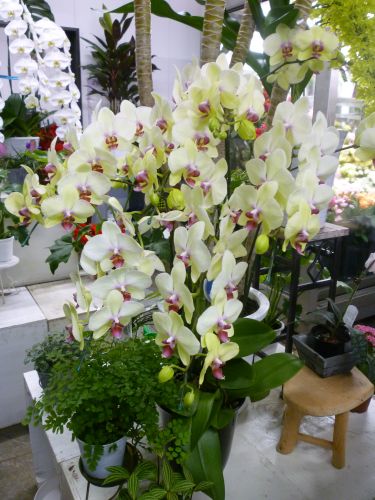 画像の名前を入力