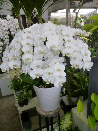 画像の名前を入力