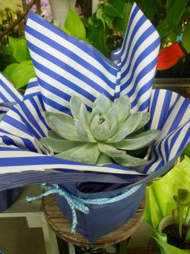 画像の名前を入力