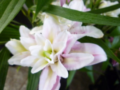 画像の名前を入力