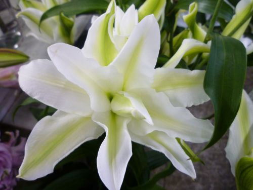 画像の名前を入力