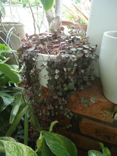 画像の名前を入力