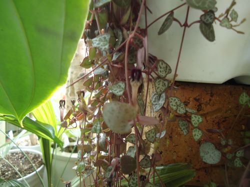 画像の名前を入力