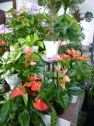 画像の名前を入力