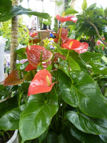 画像の名前を入力