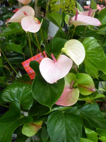 画像の名前を入力