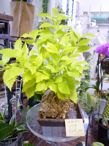 画像の名前を入力