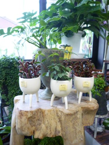 画像の名前を入力