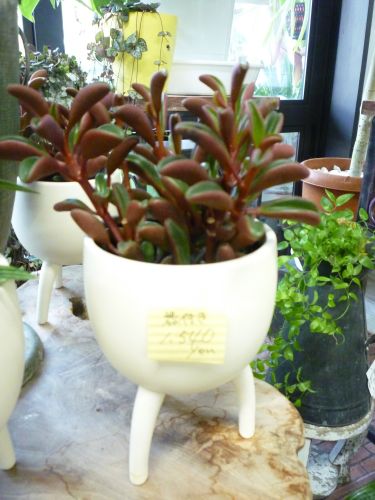 画像の名前を入力