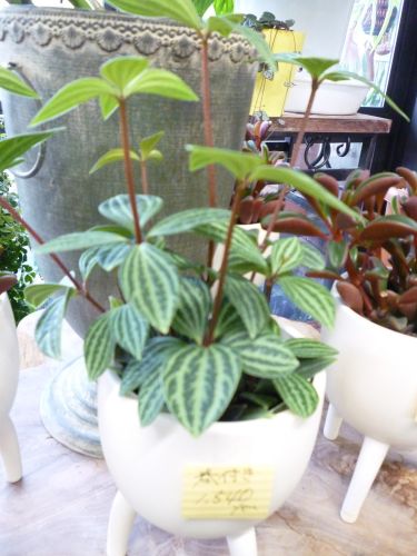 画像の名前を入力