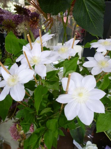 画像の名前を入力