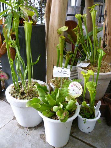 画像の名前を入力