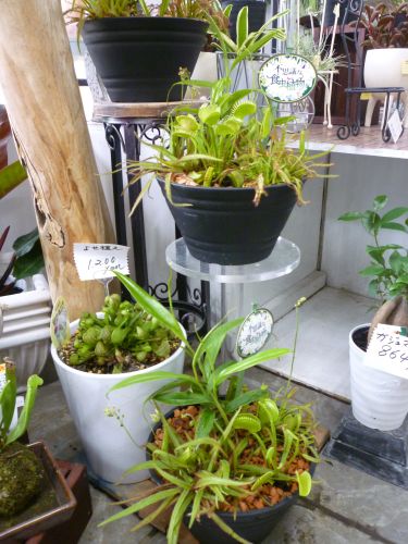 画像の名前を入力