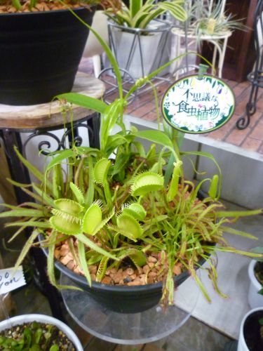 画像の名前を入力