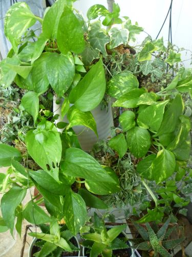 画像の名前を入力