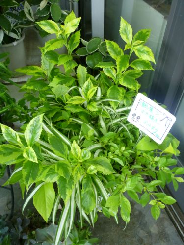 画像の名前を入力