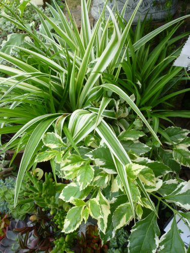 画像の名前を入力