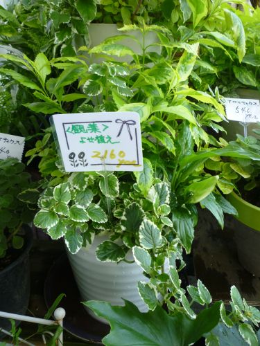 画像の名前を入力