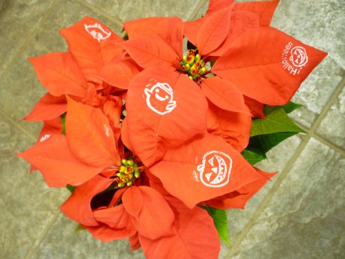 画像の名前を入力