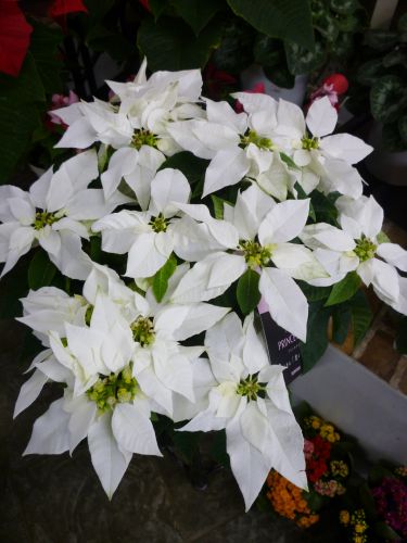 画像の名前を入力