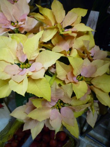 画像の名前を入力