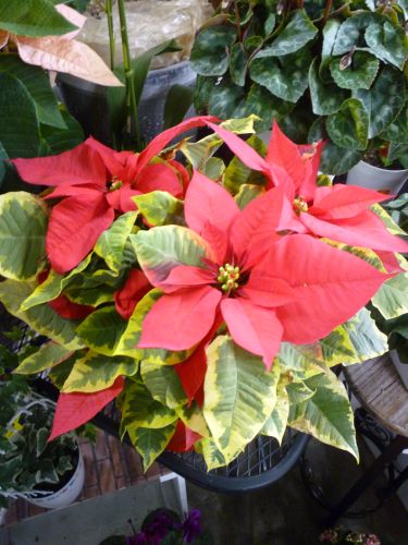 画像の名前を入力