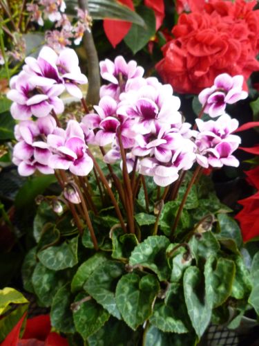 画像の名前を入力