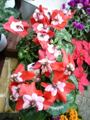 画像の名前を入力