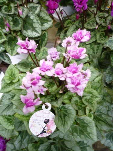 画像の名前を入力