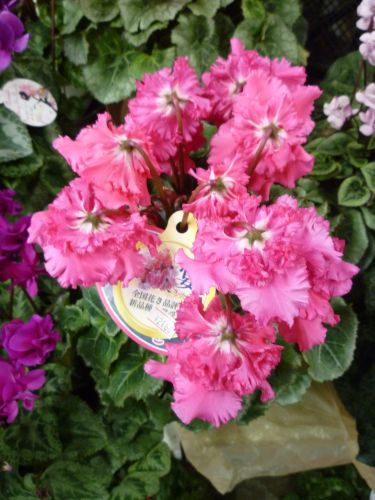 画像の名前を入力