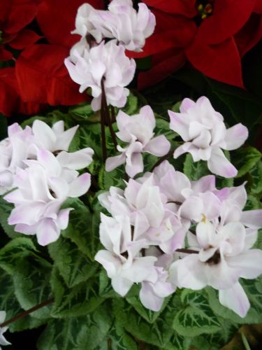 画像の名前を入力