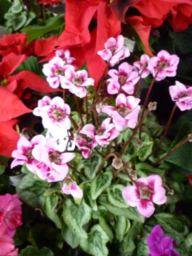 画像の名前を入力