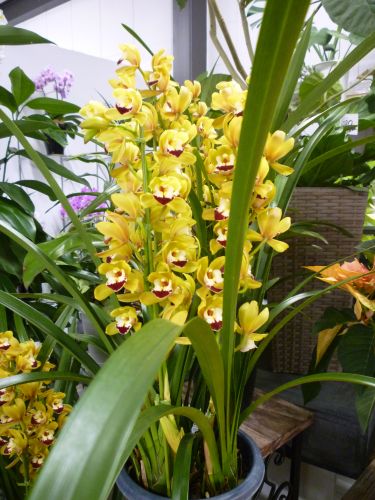 画像の名前を入力