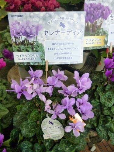 画像の名前を入力