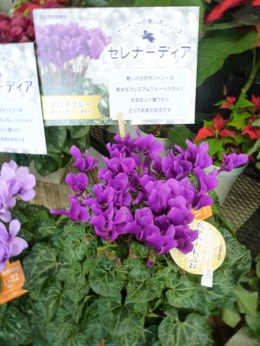 画像の名前を入力