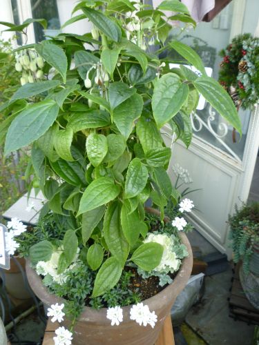 画像の名前を入力