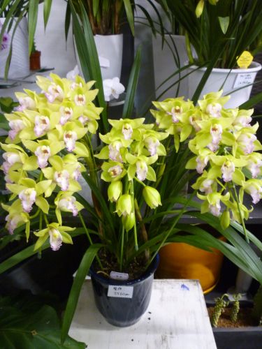 画像の名前を入力