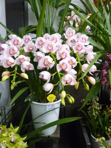 画像の名前を入力