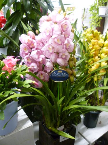 画像の名前を入力