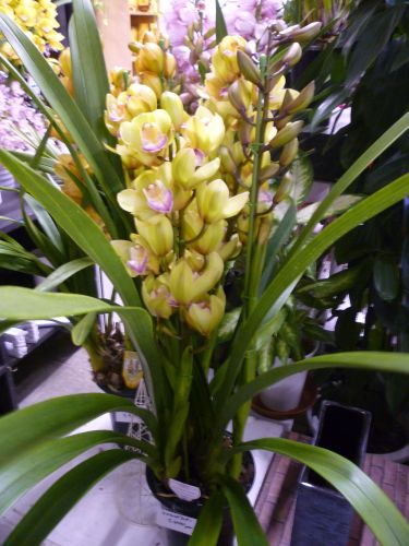 画像の名前を入力