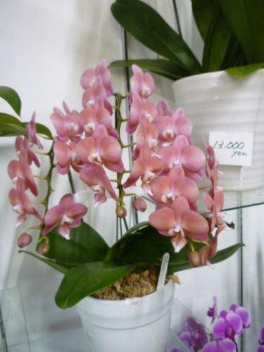 画像の名前を入力