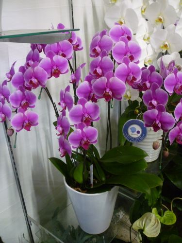 画像の名前を入力