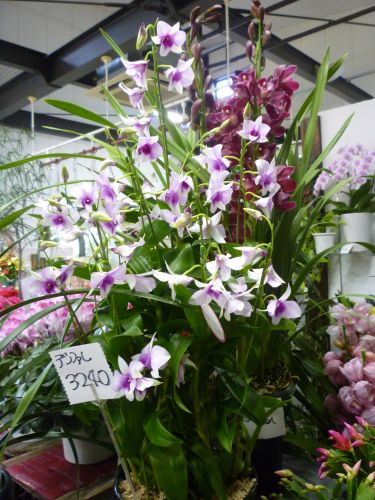 画像の名前を入力