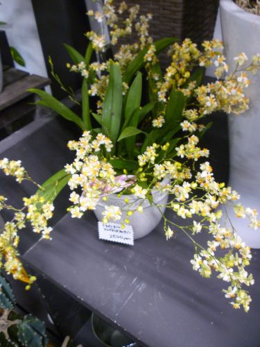 画像の名前を入力