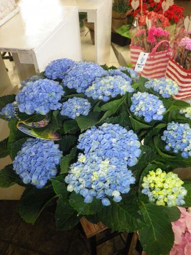 画像の名前を入力